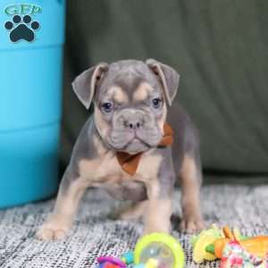 Bryce, French Bulldog Puppy